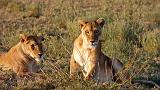 TANZANIA - Serengeti National Park - Leoni Lions - 42